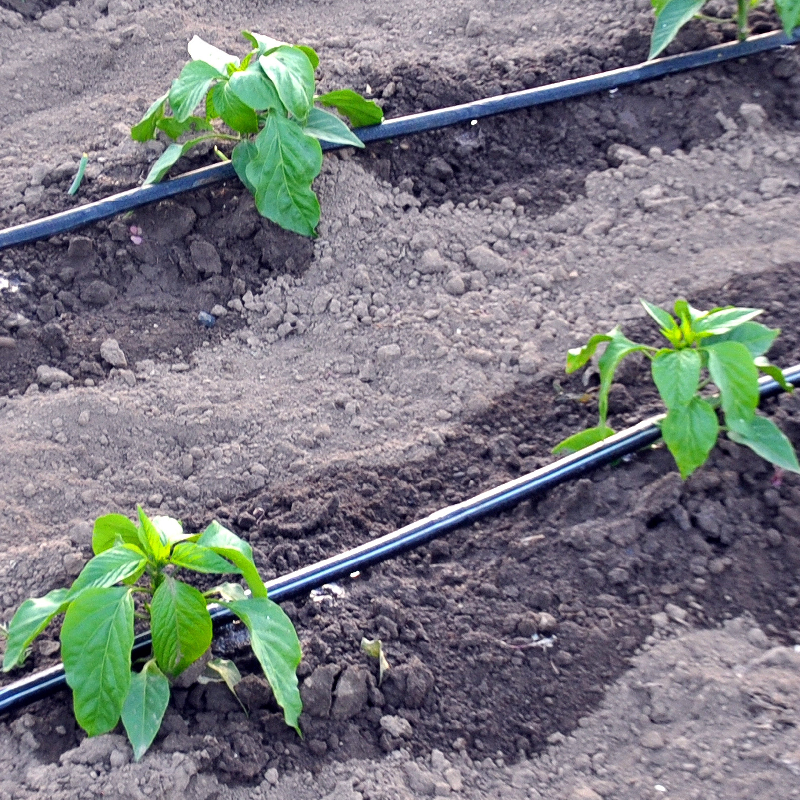 drip irrigation systems