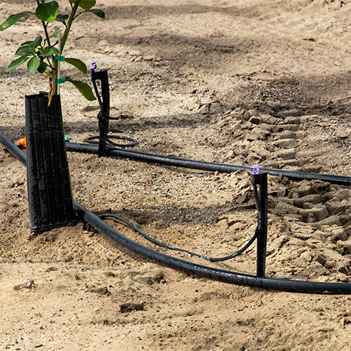 micro irrigation at harplyn