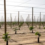 micro-jet irrigation system by harplyn irrigation