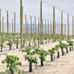 Galway mixon farms cups