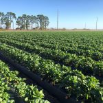 g & d strawberry farm