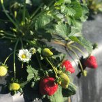 g & d strawberry farm