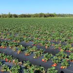 wish farm strawberry field