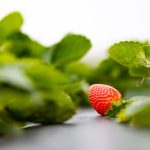 wish farm strawberry field